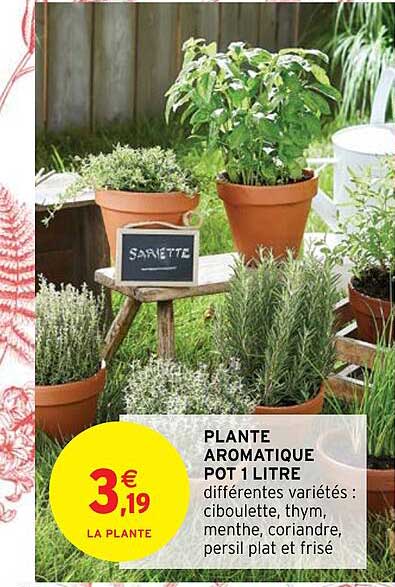 plante aromatique pot 1 litre
