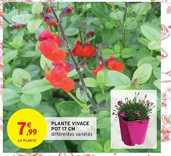 plante vivace pot 17 cm