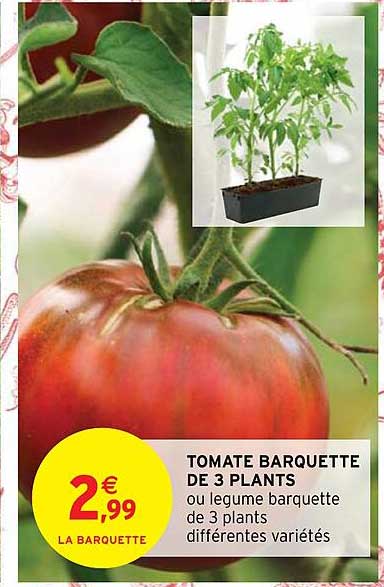 tomate barquette de 3 plants