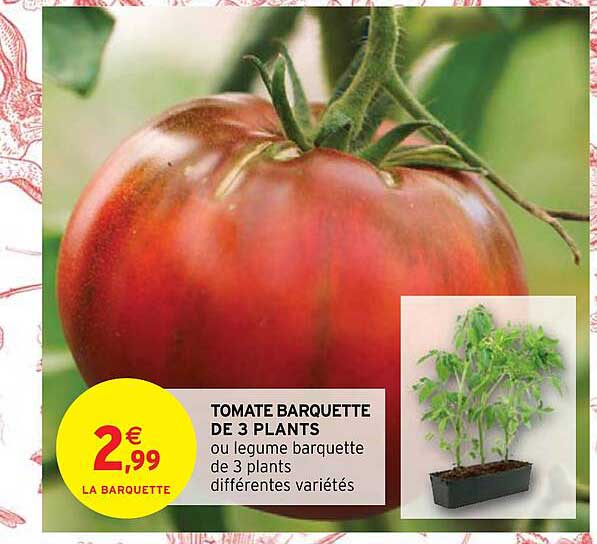 tomate barquette de 3 plants