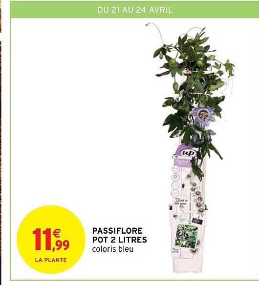 passiflore pot 2 litres