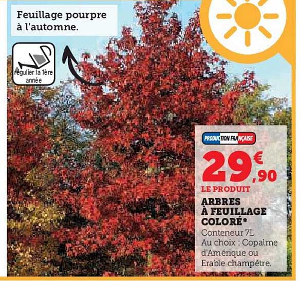 arbres à feuillage coloré