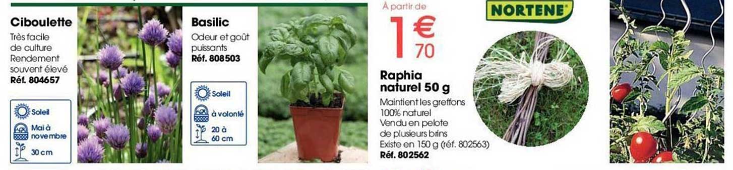 Ciboulette, Basilic, Raphia Naturel 50 G