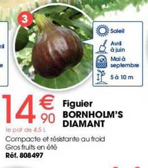 figuier bornholm's diamant