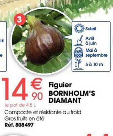 figuier bornholm's diamant