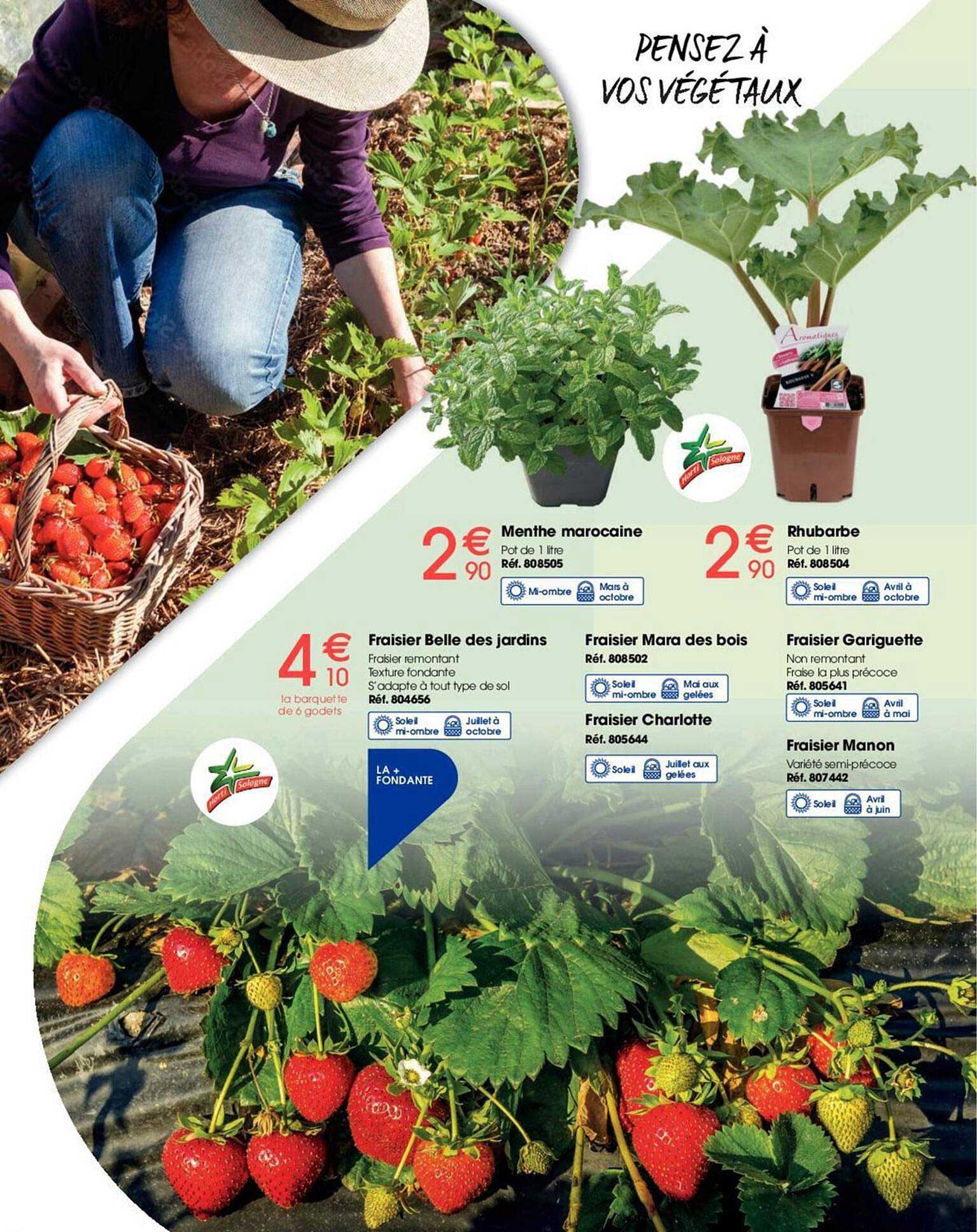 fraisier belle des jardins, fraisier mara des bois, fraisier gariguette, menthe marocaine, rhubarbe