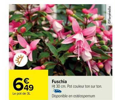 fuschia