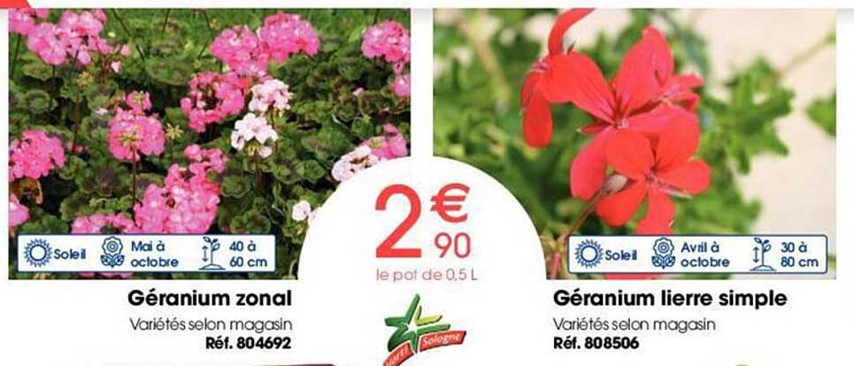 géranium zonal, géranium lierre simple