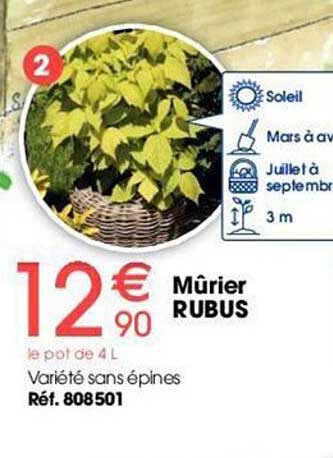 Mûrier Rubus