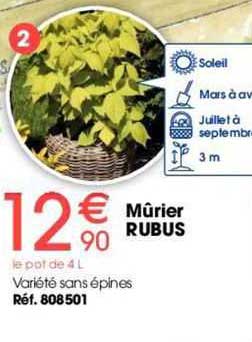 mûrier rubus