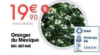 oranger du mexique