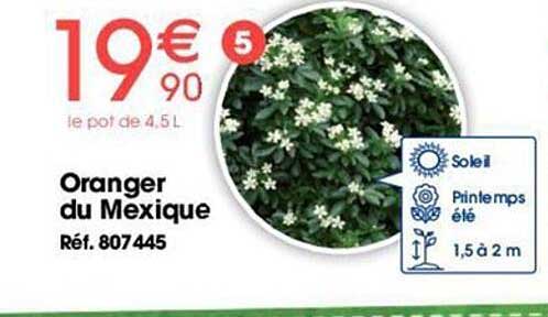 oranger du mexique