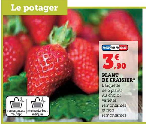 plant de fraisier