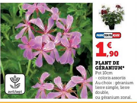 plant de géranium