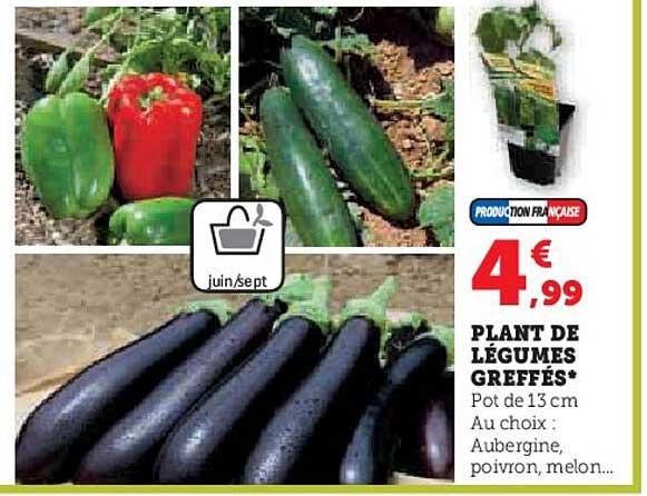 plant de légumes greffés