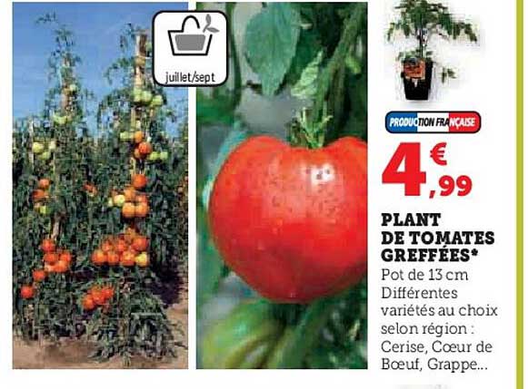 plant de tomates greffées