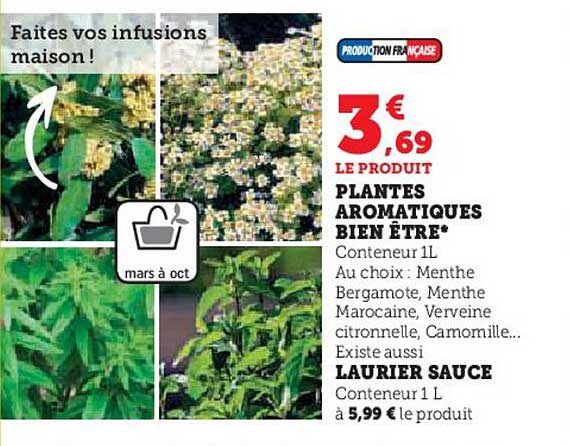 plantes aromatiques bien être, laurier sauce