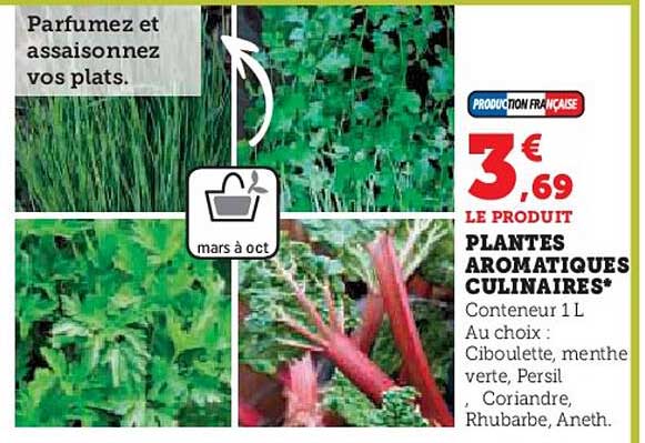 plantes aromatiques culinaires