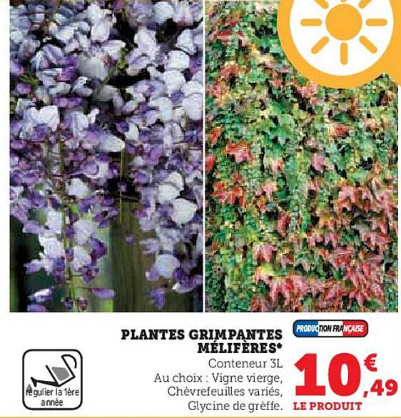 plantes grimpantes mélifères