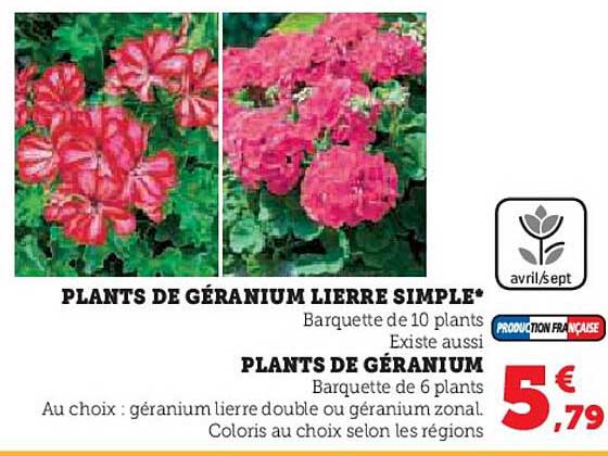 plants de géranium lierre simple, plants de géranium