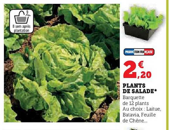 plants de salade