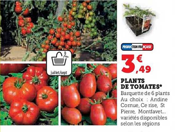 plants de tomates