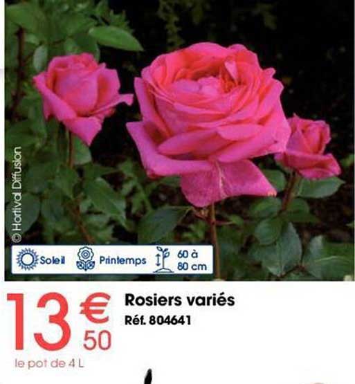 rosiers variés