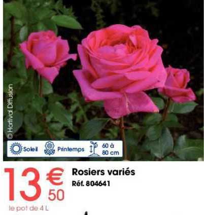 rosiers variés