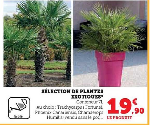 Sélection De Plantes Exotiques