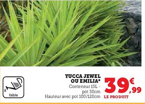 Yucca Jewel Ou émilia