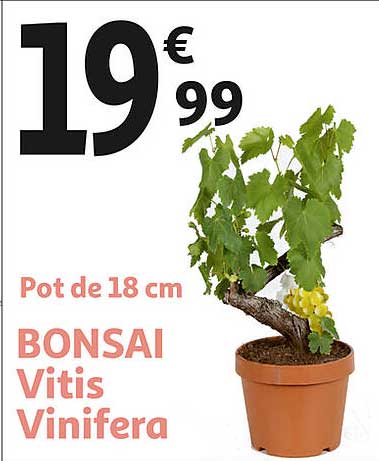 bonsai vitis vinifera