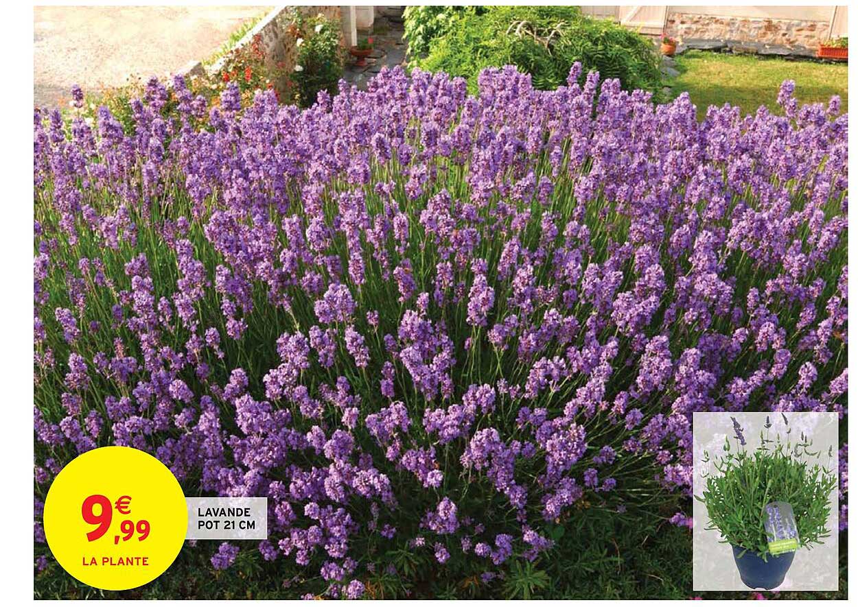 Lavande Pot 21 Cm