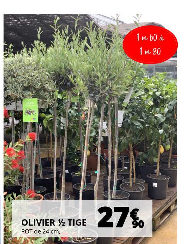 olivier 1-2 tige