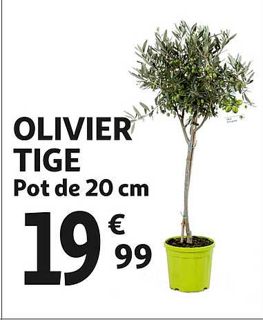 olivier tige pot de 20 cm