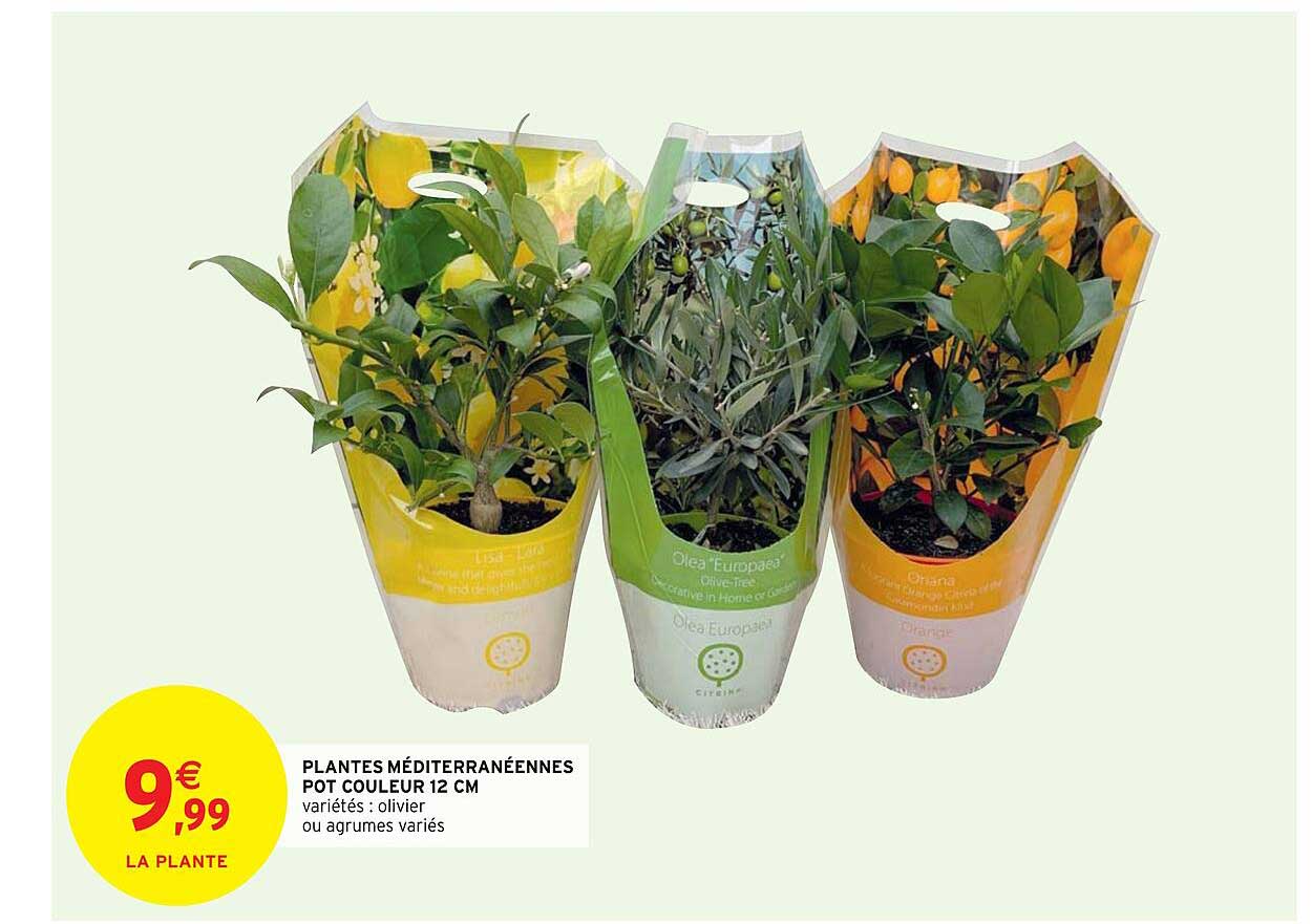 plantes méditerranéennes pot couleur 12 cm