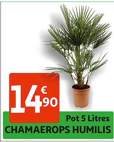 pot 5 litres chamaerops humilis
