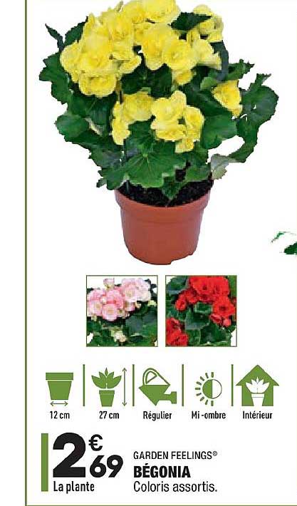 bégonia garden feelings
