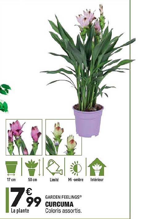 curcuma garden feelings