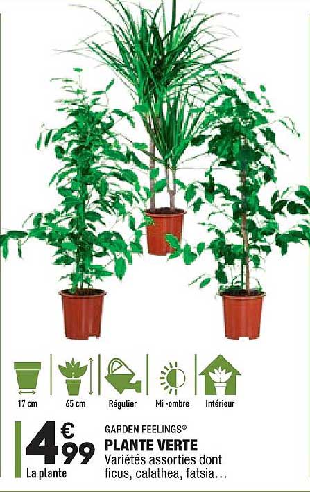 plante verte garden feelings