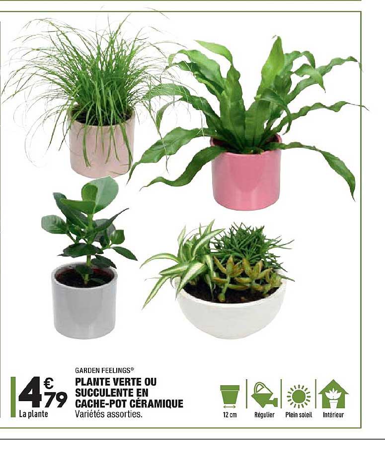 plante verte ou succulente en cache pot céramique garden feelings