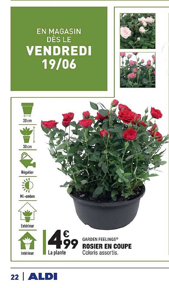 rosier en coupe garden feelings