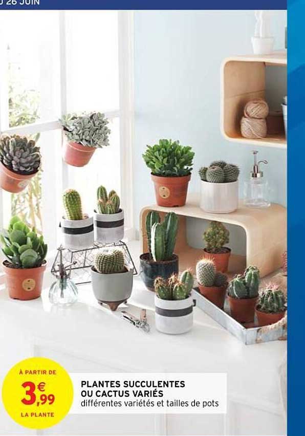 Plantes Succulentes Ou Cactus Variés