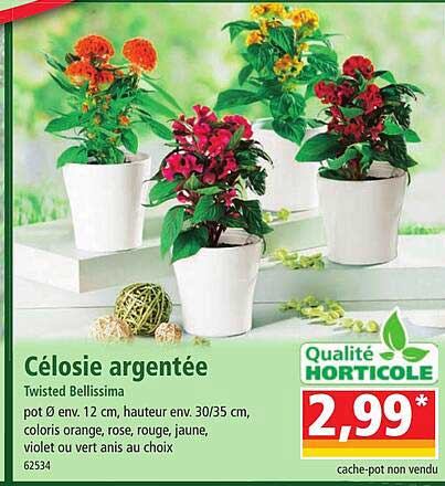 célosie argentée twisted bellissima