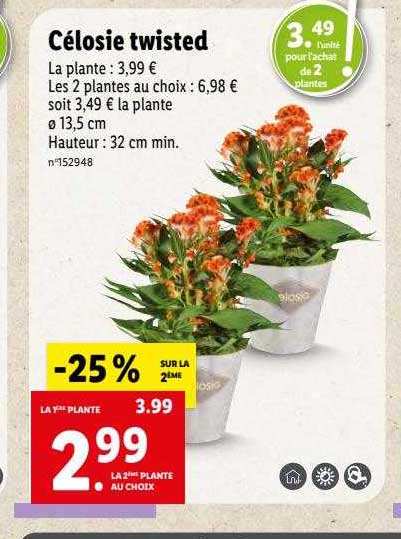 célosie twisted