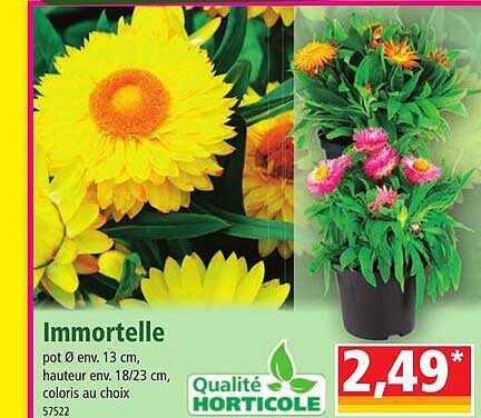 Immortelle
