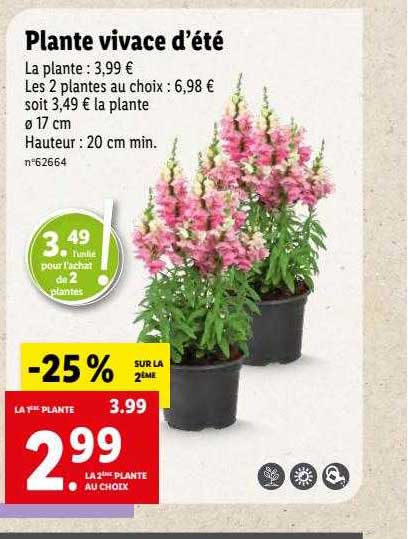 plante vivace d'été