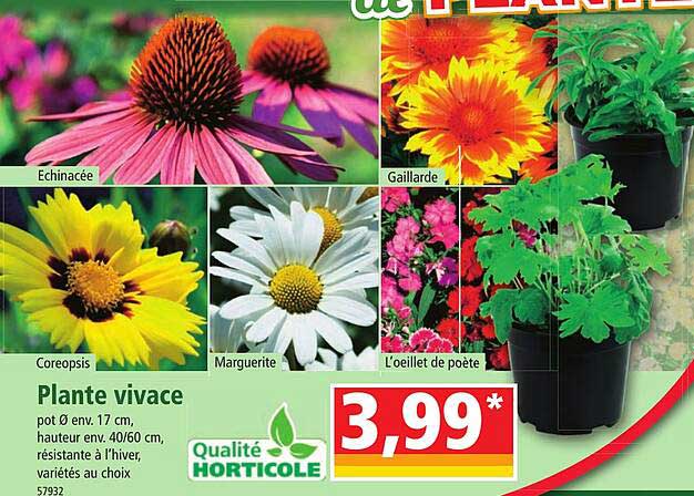 plante vivace