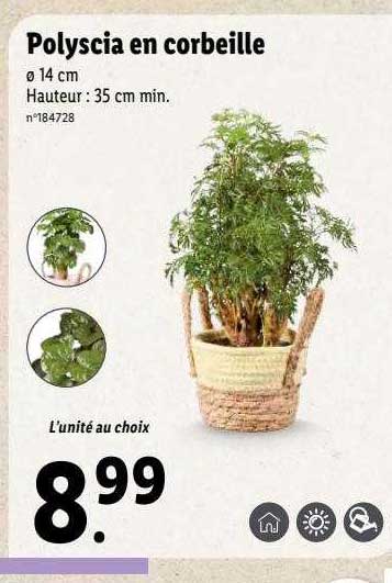 Polyscia En Corbeille