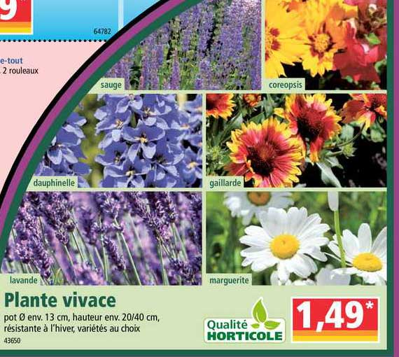 plante vivace qualité horticole