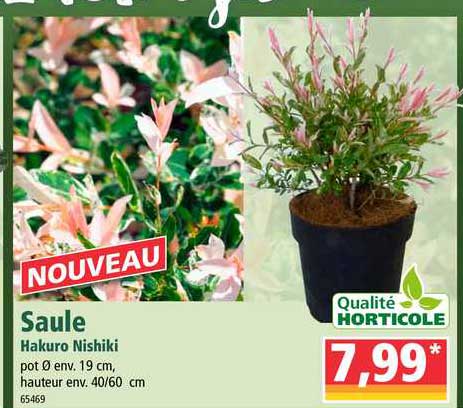 saule hakuro nishiki qualité horticole